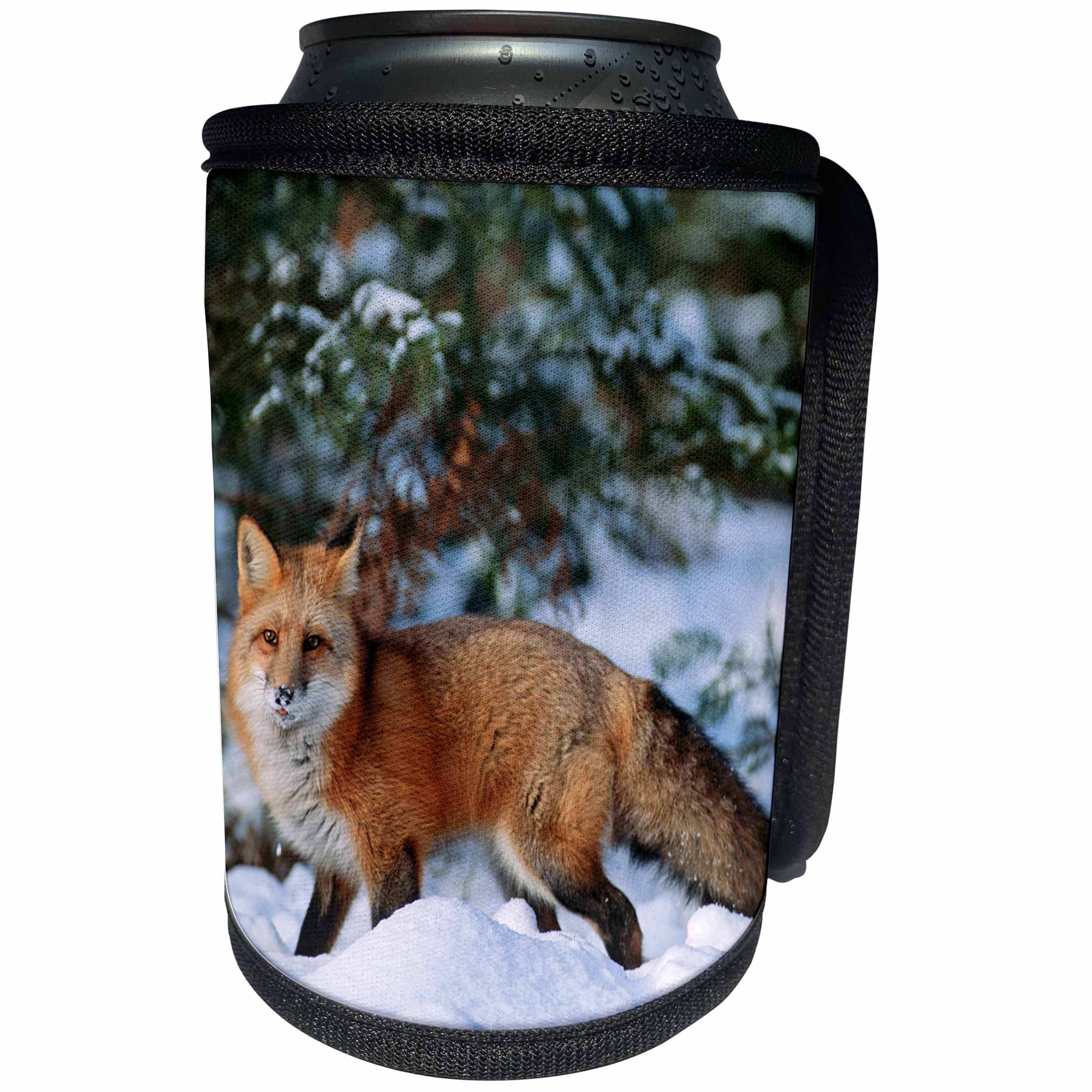 3dRose Danita Delimont - Fox - Captive Red fox walking in snow in winter, Montana - Can Cooler Bottle Wrap (cc_251186)
