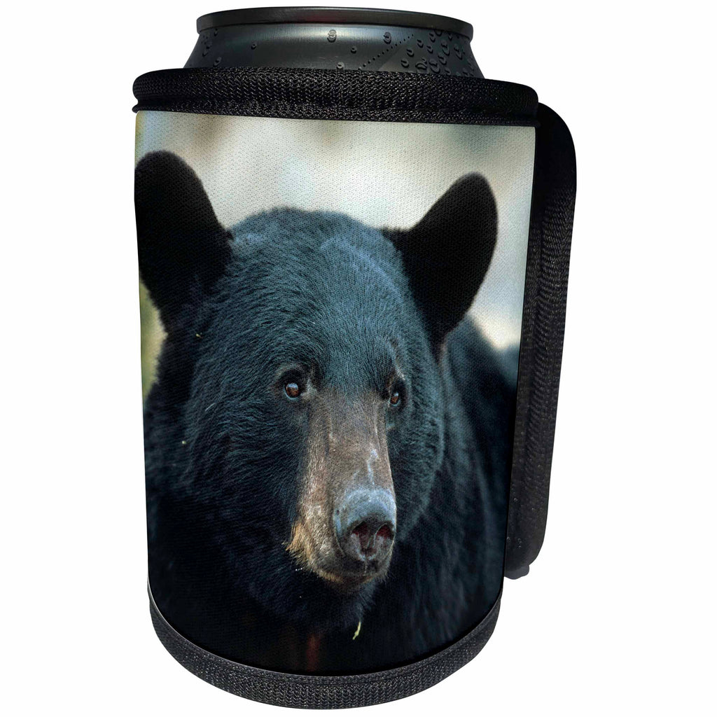 3dRose Danita Delimont - Black Bear - Captive Black Bear, Ursus americanus, Montana - Can Cooler Bottle Wrap (cc_251187)