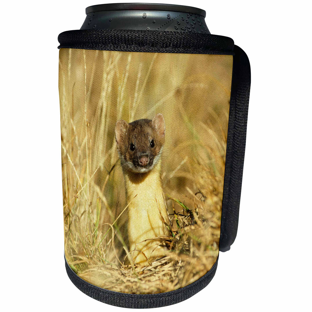 3dRose Danita Delimont - Weasel - Long-tailed Weasel, Glacier National Park, Montana - Can Cooler Bottle Wrap (cc_251188)