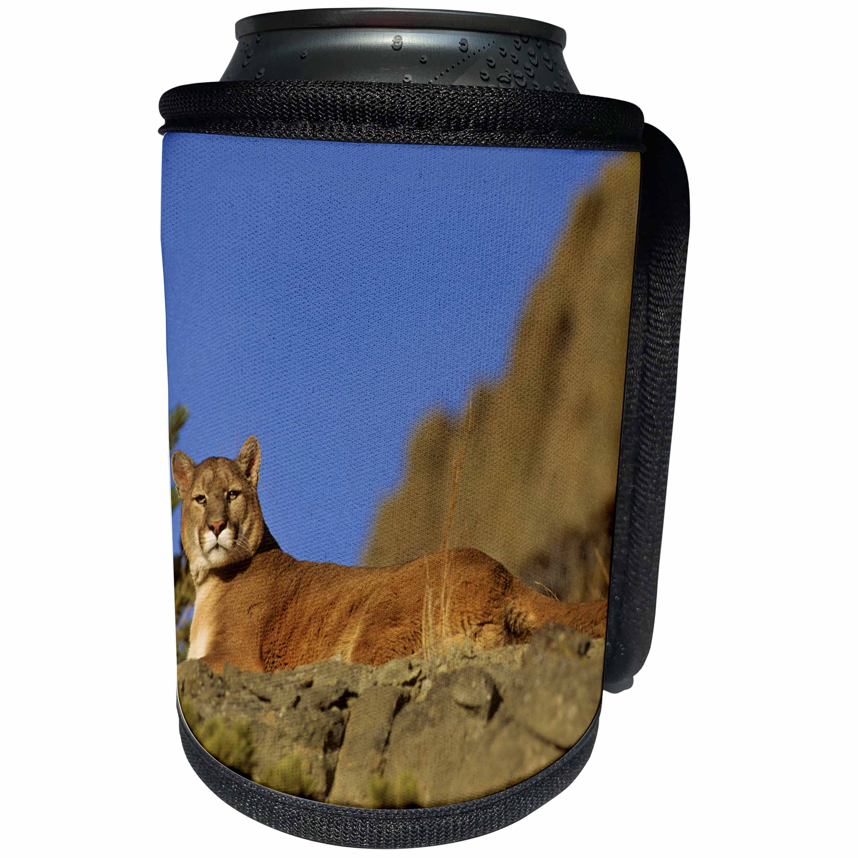 3dRose Danita Delimont - Mountain Lion - Captive Mountain Lion on ledge, Montana - Can Cooler Bottle Wrap (cc_251191)