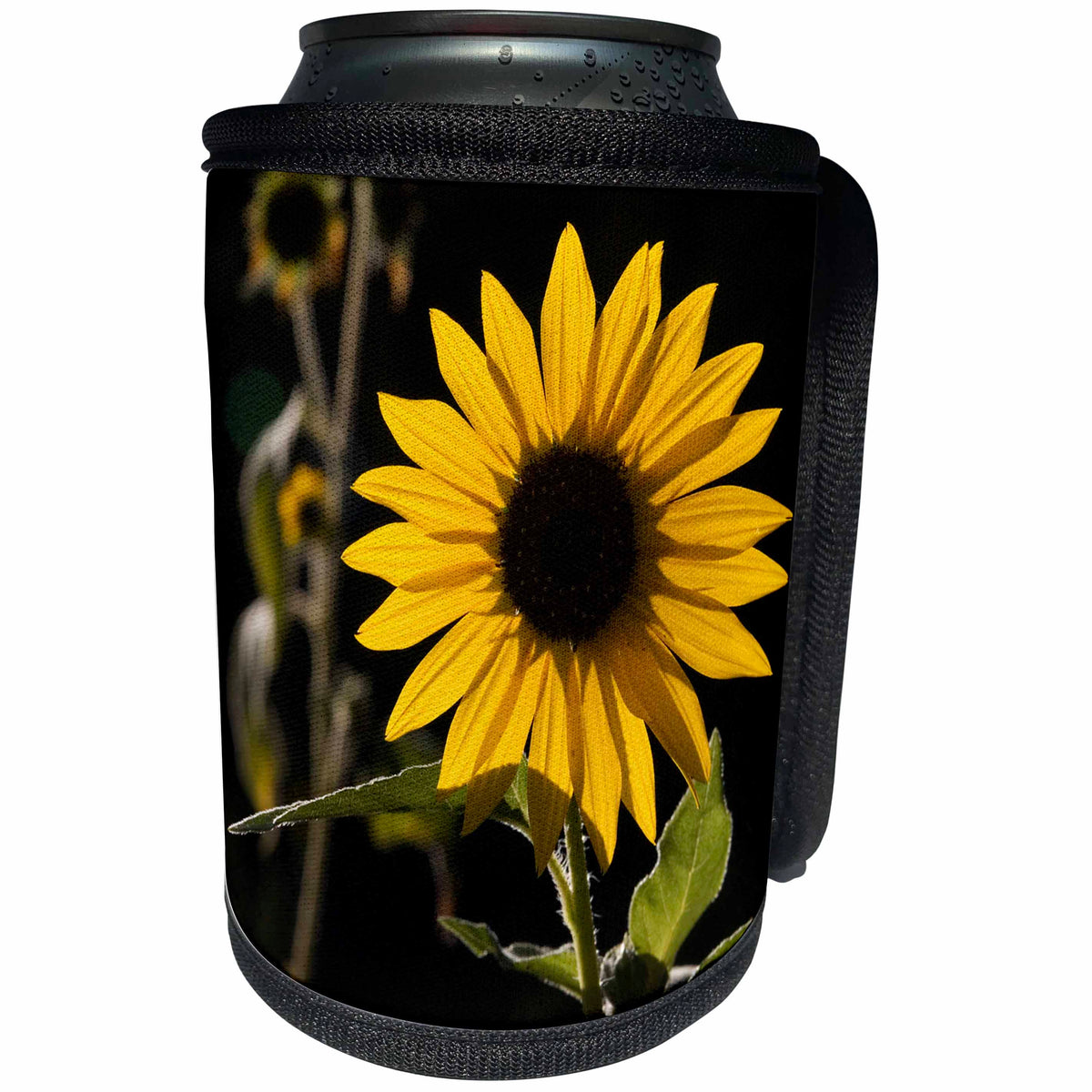 3dRose Danita Delimont - Santa Fe - New Mexico, Santa Fe. Backlit sunflower - Can Cooler Bottle Wrap (cc_251220)