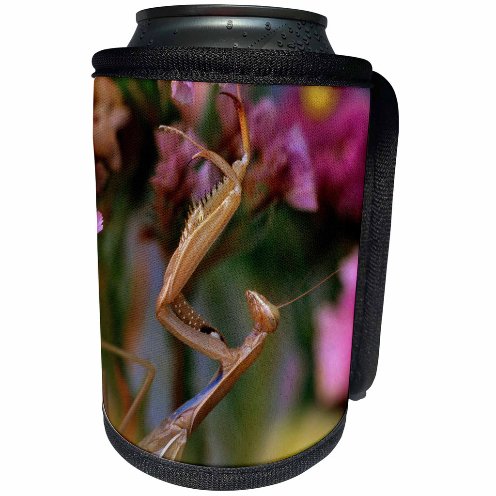 3dRose Danita Delimont - Insect - Oregon. Praying mantis on static flower. - Can Cooler Bottle Wrap (cc_251341)