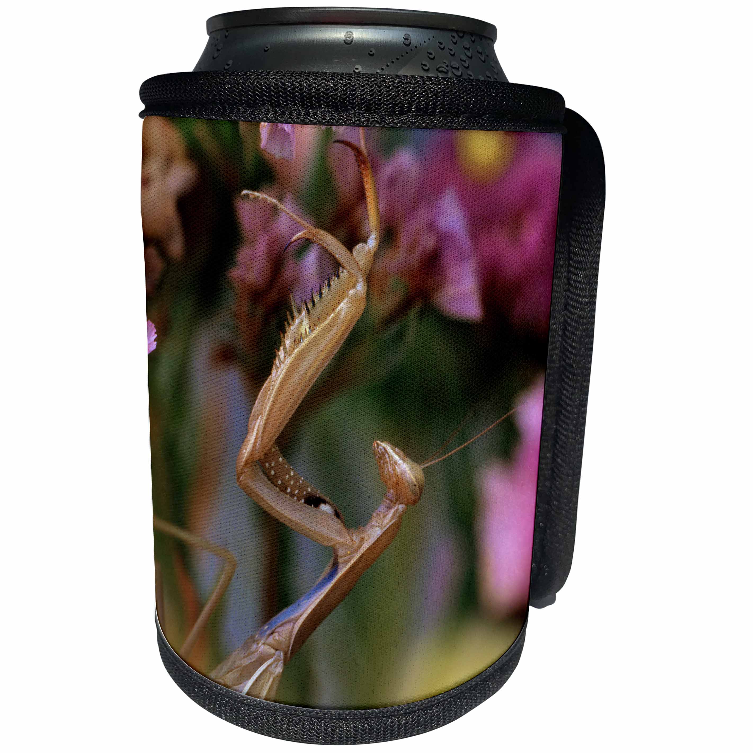 3dRose Danita Delimont - Insect - Oregon. Praying mantis on static flower. - Can Cooler Bottle Wrap (cc_251341)