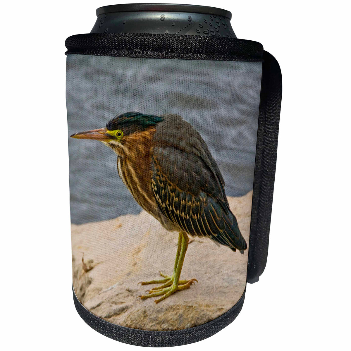 3dRose Danita Delimont - Heron - Green Heron, Fernhill Wetlands, Forest Grove, Oregon, USA - Can Cooler Bottle Wrap (cc_251344)