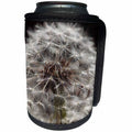 3dRose Danita Delimont - Oregon - Oregon, Keizer, dandelion seedhead. - Can Cooler Bottle Wrap (cc_251351)