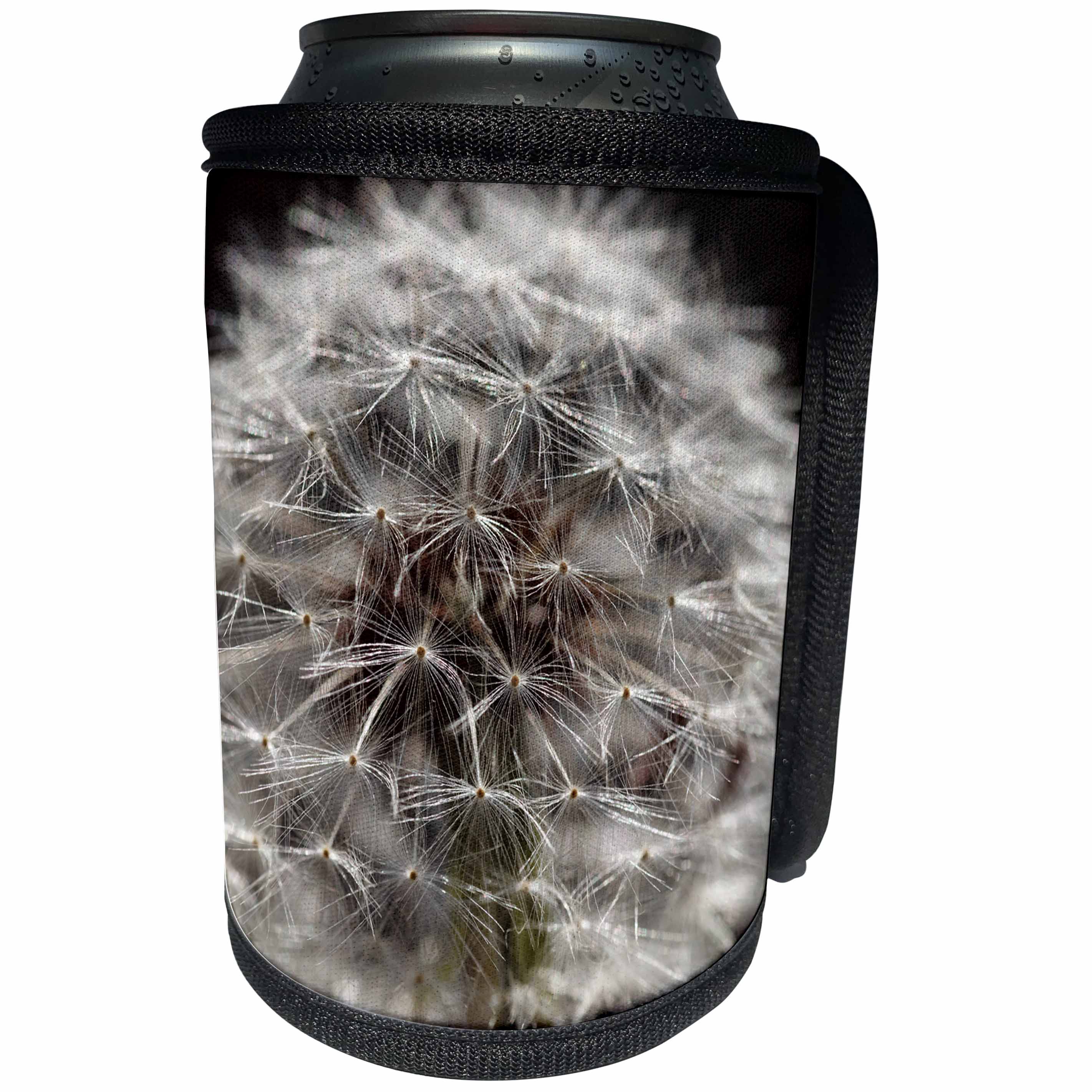 3dRose Danita Delimont - Oregon - Oregon, Keizer, dandelion seedhead. - Can Cooler Bottle Wrap (cc_251351)