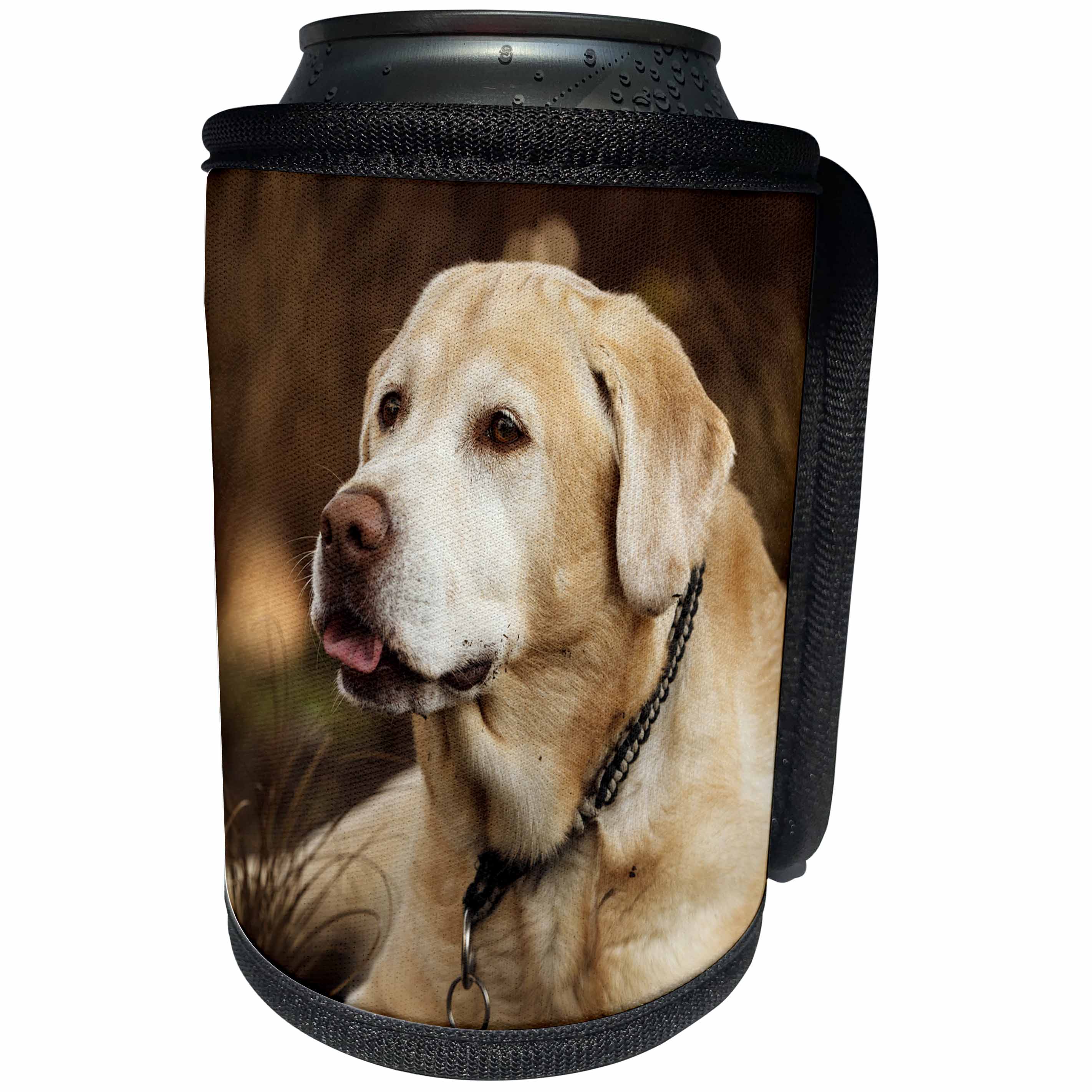 3dRose Danita Delimont - Dog - Oregon, Keizer, Labrador Retriever in backyard. - Can Cooler Bottle Wrap (cc_251352)