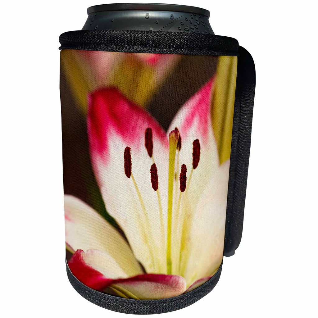 3dRose Danita Delimont - Oregon - Oregon, Keizer, cultivated Day Lily - Can Cooler Bottle Wrap (cc_251355)