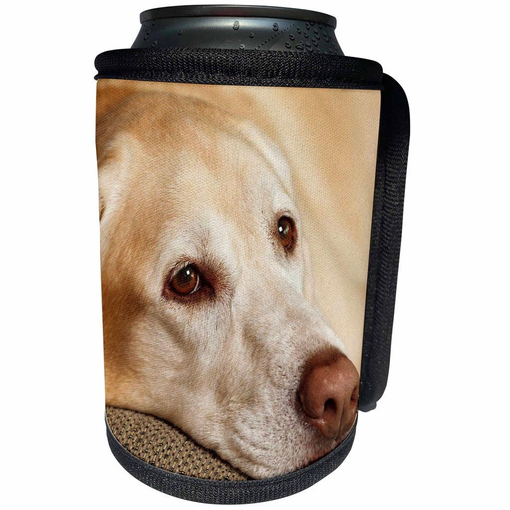 3dRose Danita Delimont - Dog - Oregon, Keizer, Labrador Retriever resting. - Can Cooler Bottle Wrap (cc_251367)