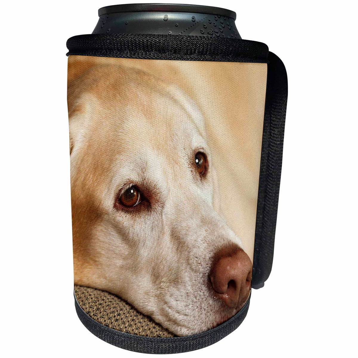 3dRose Danita Delimont - Dog - Oregon, Keizer, Labrador Retriever resting. - Can Cooler Bottle Wrap (cc_251367)