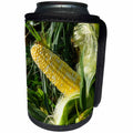 3dRose Danita Delimont - Corn - Corn for sale at a farmers market, Charleston, South Carolina. USA - Can Cooler Bottle Wrap (cc_251390)