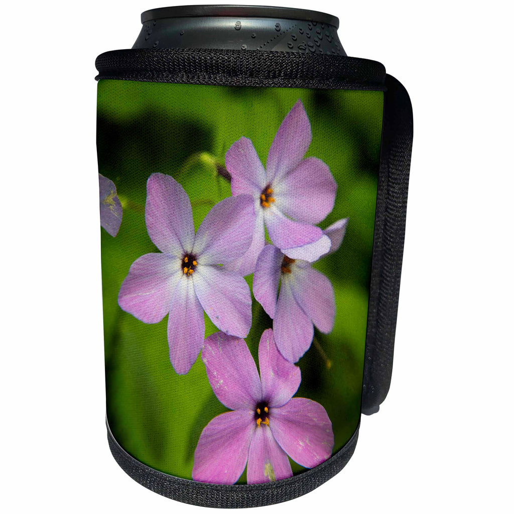 3dRose Danita Delimont - Great Smoky Mountains - Tennessee, Great Smoky Mountains National Park. Wild blue phlox. - Can Cooler Bottle Wrap (cc_251407)