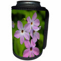 3dRose Danita Delimont - Great Smoky Mountains - Tennessee, Great Smoky Mountains National Park. Wild blue phlox. - Can Cooler Bottle Wrap (cc_251407)