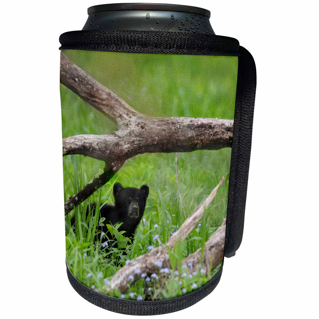 3dRose Danita Delimont - Black Bear - Tennessee, Great Smoky Mountains National Park. Black bear cub. - Can Cooler Bottle Wrap (cc_251413)