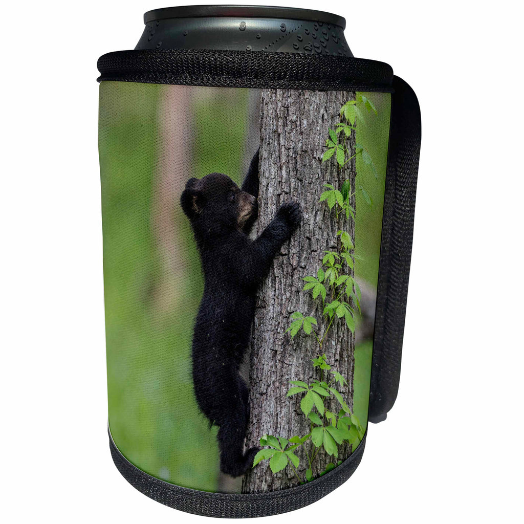 3dRose Danita Delimont - Black Bear - Tennessee. Black bear cub climbing tree. - Can Cooler Bottle Wrap (cc_251414)