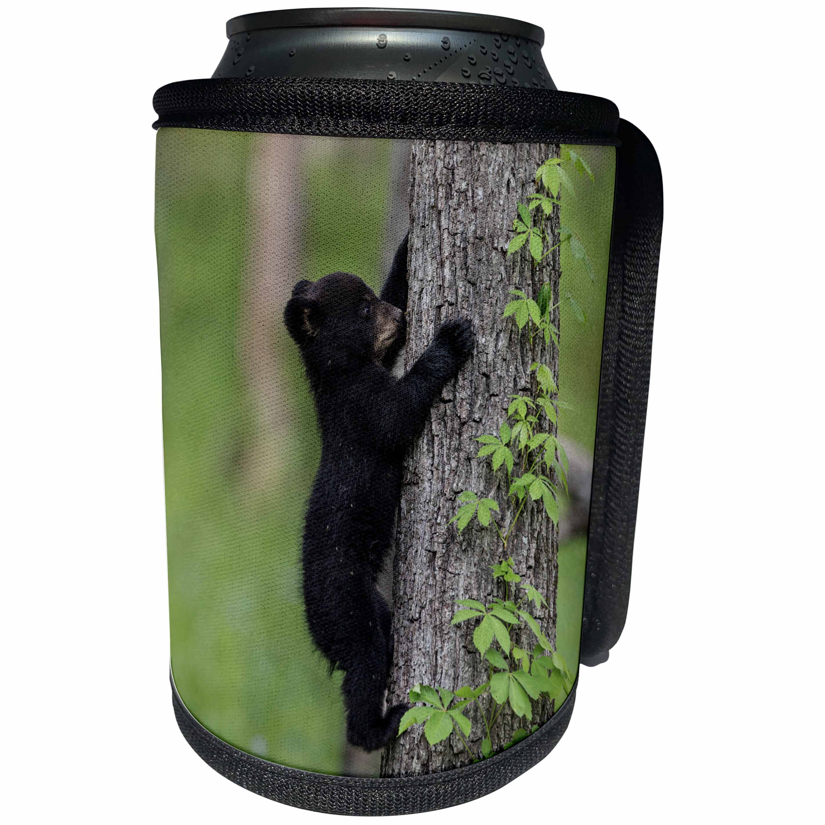 3dRose Danita Delimont - Black Bear - Tennessee. Black bear cub climbing tree. - Can Cooler Bottle Wrap (cc_251414)