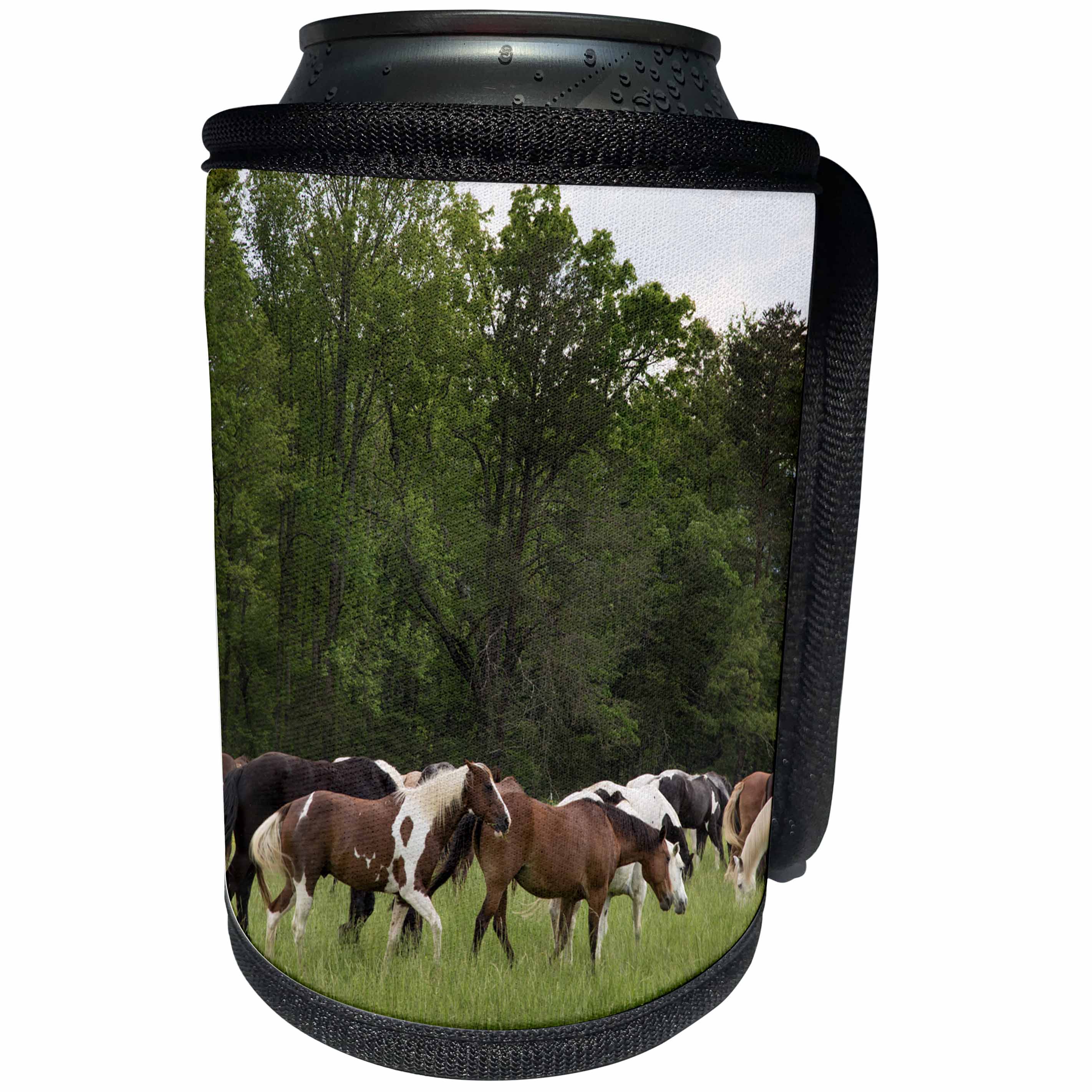 3dRose Danita Delimont - Great Smoky Mountains - Tennessee, Great Smoky Mountains National Park. Horses in Cades Cove. - Can Cooler Bottle Wrap (cc_251417)
