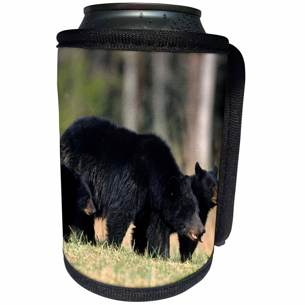 3dRose Danita Delimont - Black Bear - Black Bear female with two cubs, Great Smoky Mountains National Park - Can Cooler Bottle Wrap (cc_251422)