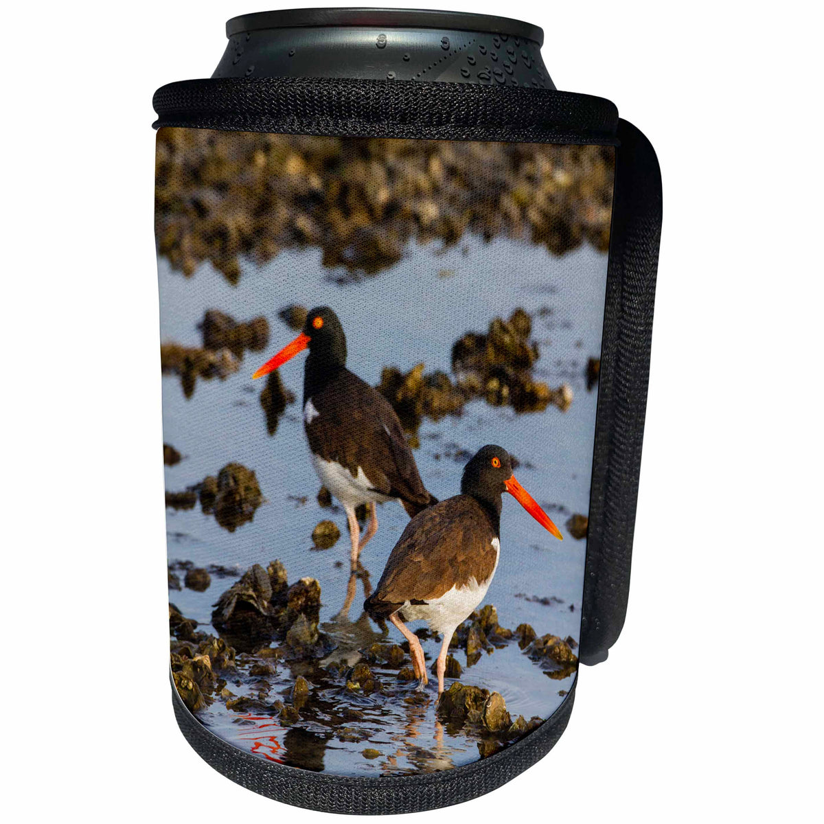 3dRose Danita Delimont - Bird - American Oystercatcher pair on oyster reef - Can Cooler Bottle Wrap (cc_251430)