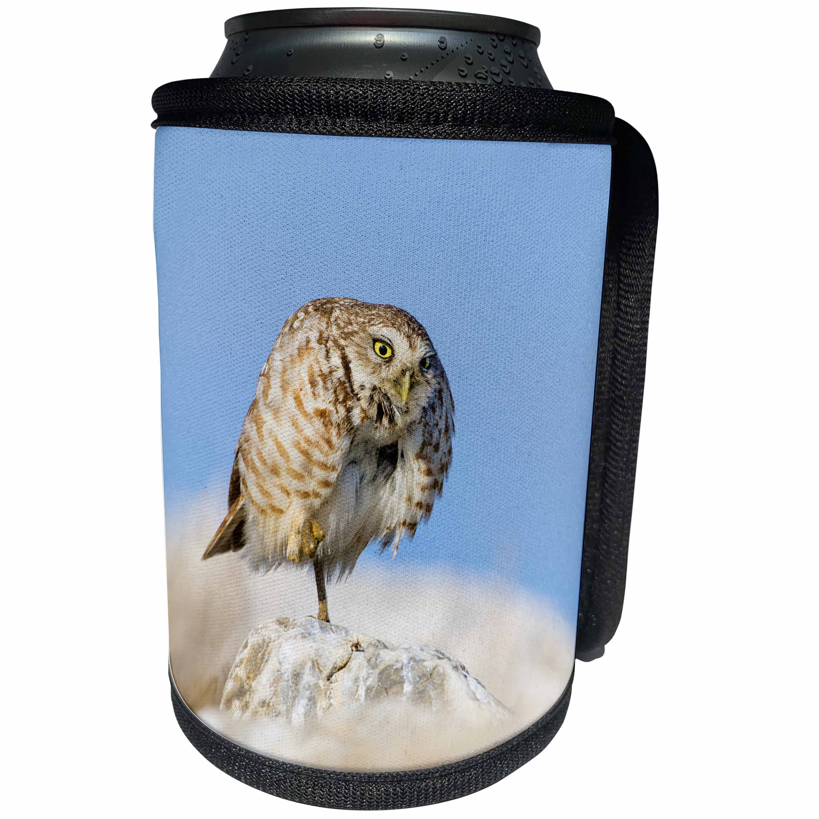 3dRose Danita Delimont - Owl - Burrowing Owl adult roosting on rock 01 - Can Cooler Bottle Wrap (cc_251437)