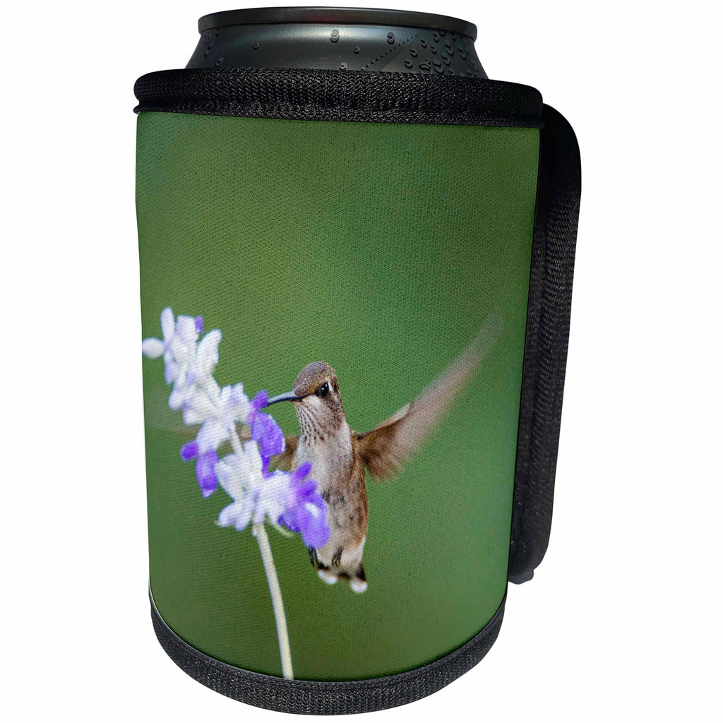 3dRose Danita Delimont - Hummingbird - Black-chinned Hummingbird Feeding - Can Cooler Bottle Wrap (cc_251440)