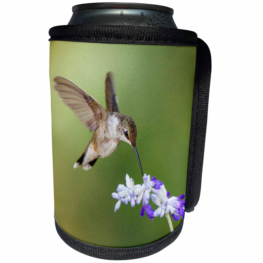 3dRose Danita Delimont - Hummingbird - Black-chinned Hummingbird feeding. - Can Cooler Bottle Wrap (cc_251441)