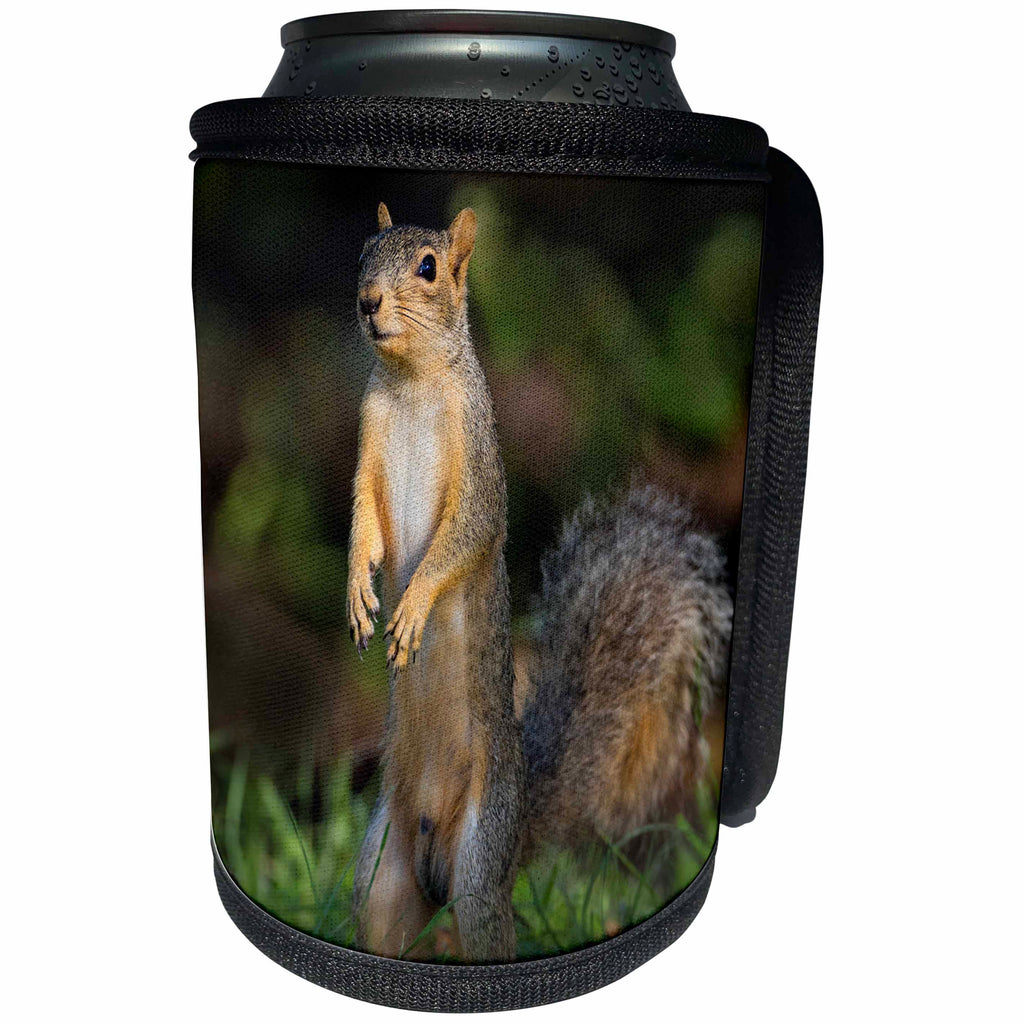 3dRose Danita Delimont - Squirrel - Eastern Fox Squirrel watching for predators - Can Cooler Bottle Wrap (cc_251446)
