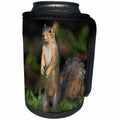 3dRose Danita Delimont - Squirrel - Eastern Fox Squirrel watching for predators - Can Cooler Bottle Wrap (cc_251446)