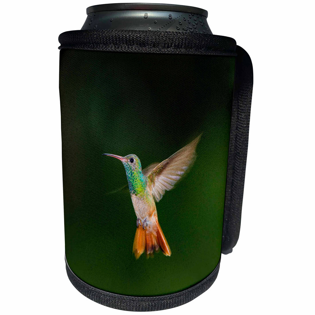 3dRose Danita Delimont - Hummingbird - Buff-bellied Hummingbird in flight - Can Cooler Bottle Wrap (cc_251450)
