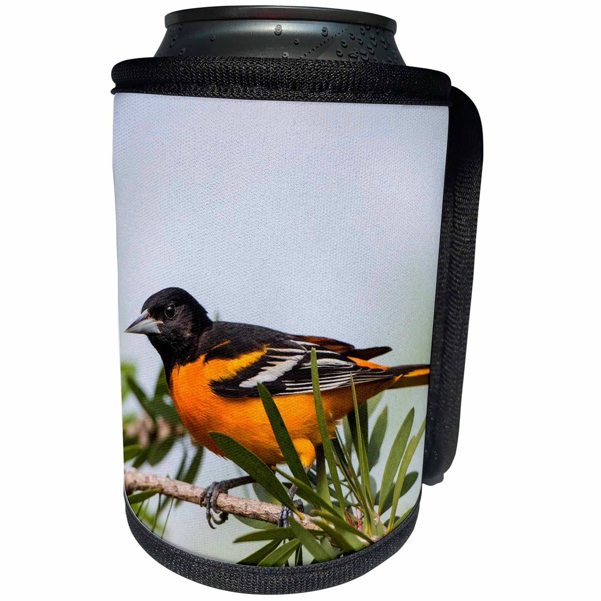 3dRose Danita Delimont - Oriole - Baltimore Oriole male perched - Can Cooler Bottle Wrap (cc_251454)