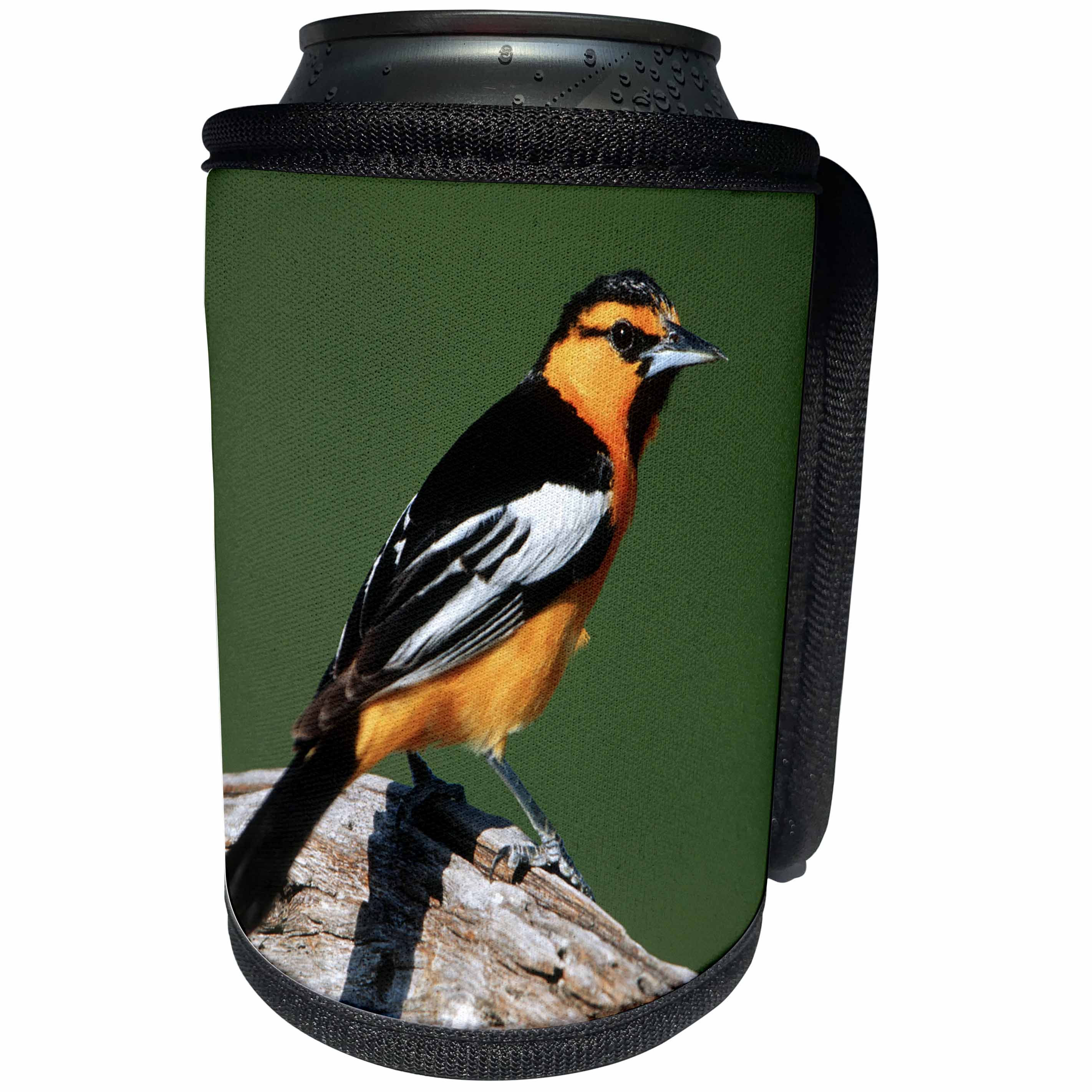 3dRose Danita Delimont - Oriole - Bullocks Oriole male, Starr, TX - Can Cooler Bottle Wrap (cc_251463)
