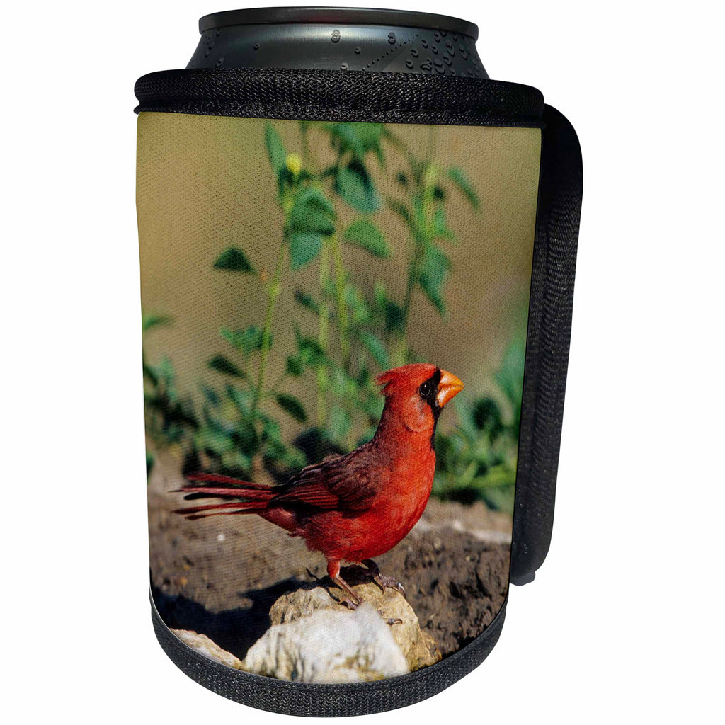 3dRose Danita Delimont - Cardinal - Northern Cardinal male at water, Starr, TX - Can Cooler Bottle Wrap (cc_251464)