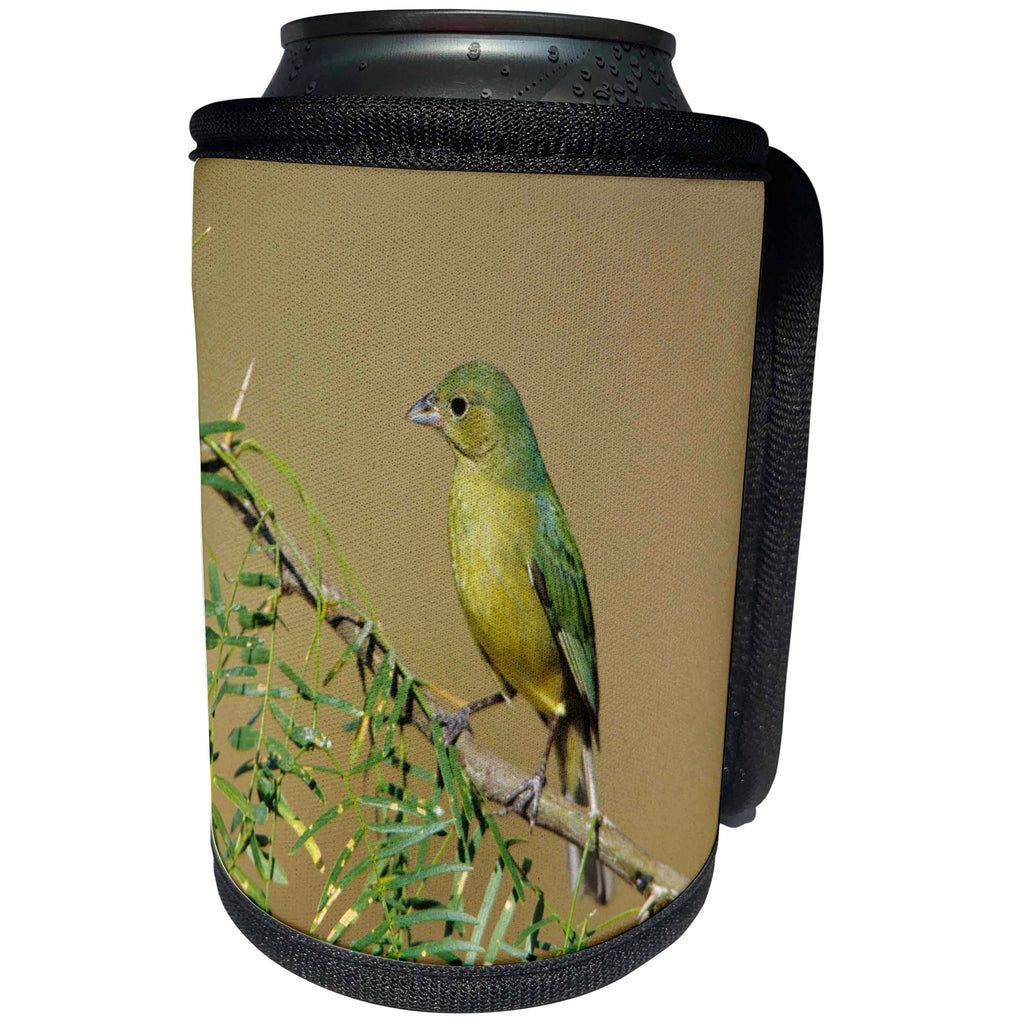 3dRose Danita Delimont - Bunting - Painted Bunting female, Starr, TX - Can Cooler Bottle Wrap (cc_251465)