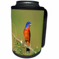3dRose Danita Delimont - Bunting - Painted Bunting male, Starr, TX - Can Cooler Bottle Wrap (cc_251466)