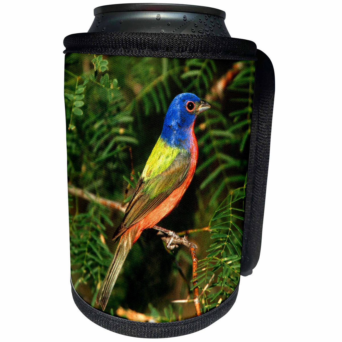 3dRose Danita Delimont - Bunting - Painted Bunting male, Starr County, Texas - Can Cooler Bottle Wrap (cc_251468)