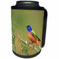3dRose Danita Delimont - Bunting - Painted Bunting male, Starr County, Texas. - Can Cooler Bottle Wrap (cc_251469)