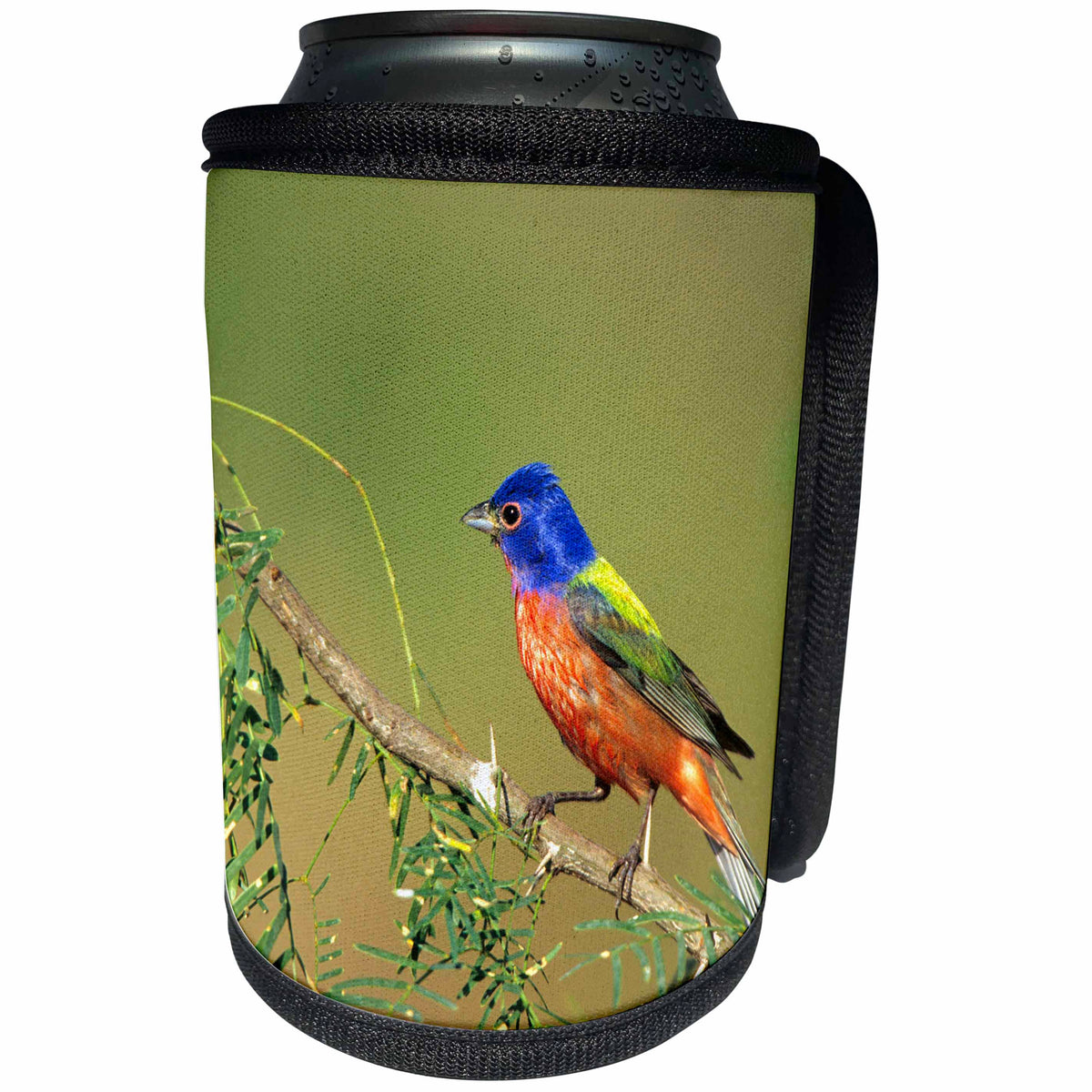 3dRose Danita Delimont - Bunting - Painted Bunting male, Starr County, Texas. - Can Cooler Bottle Wrap (cc_251469)