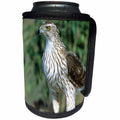 3dRose Danita Delimont - Hawk - Coopers Hawk, immature, Starr County, Texas - Can Cooler Bottle Wrap (cc_251471)