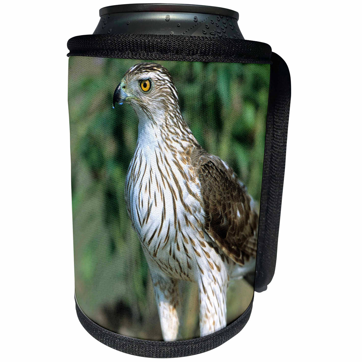 3dRose Danita Delimont - Hawk - Coopers Hawk, immature, Starr County, Texas - Can Cooler Bottle Wrap (cc_251471)