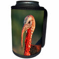 3dRose Danita Delimont - Turkey - Rio Grande Wild Turkey gobbler portrait, Starr County, Texas - Can Cooler Bottle Wrap (cc_251474)