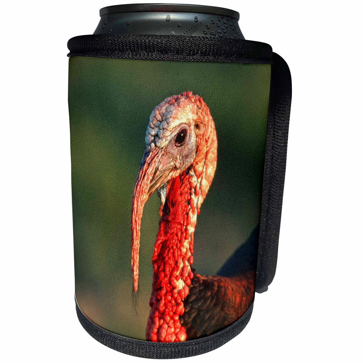 3dRose Danita Delimont - Turkey - Rio Grande Wild Turkey gobbler portrait, Starr County, Texas - Can Cooler Bottle Wrap (cc_251474)