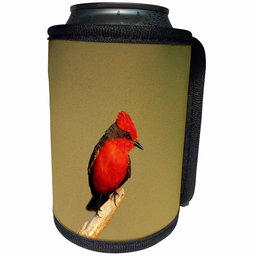 3dRose Danita Delimont - Bird - Vermillion Flycatcher male, Starr County, Texas - Can Cooler Bottle Wrap (cc_251475)