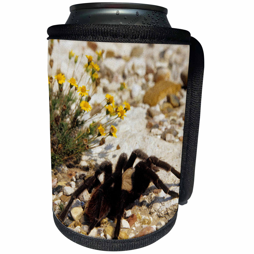 3dRose Danita Delimont - Spider - Tarantula, Starr County, Texas - Can Cooler Bottle Wrap (cc_251478)