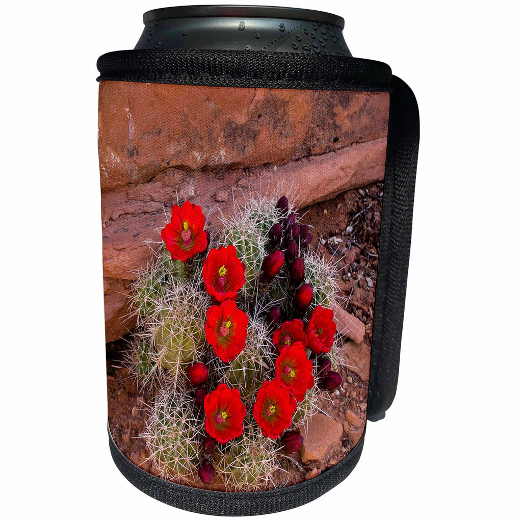 3dRose Danita Delimont - Utah - Utah, Cedar Mesa. Flowers of claret cup cactus in bloom on slickrock. - Can Cooler Bottle Wrap (cc_251491)