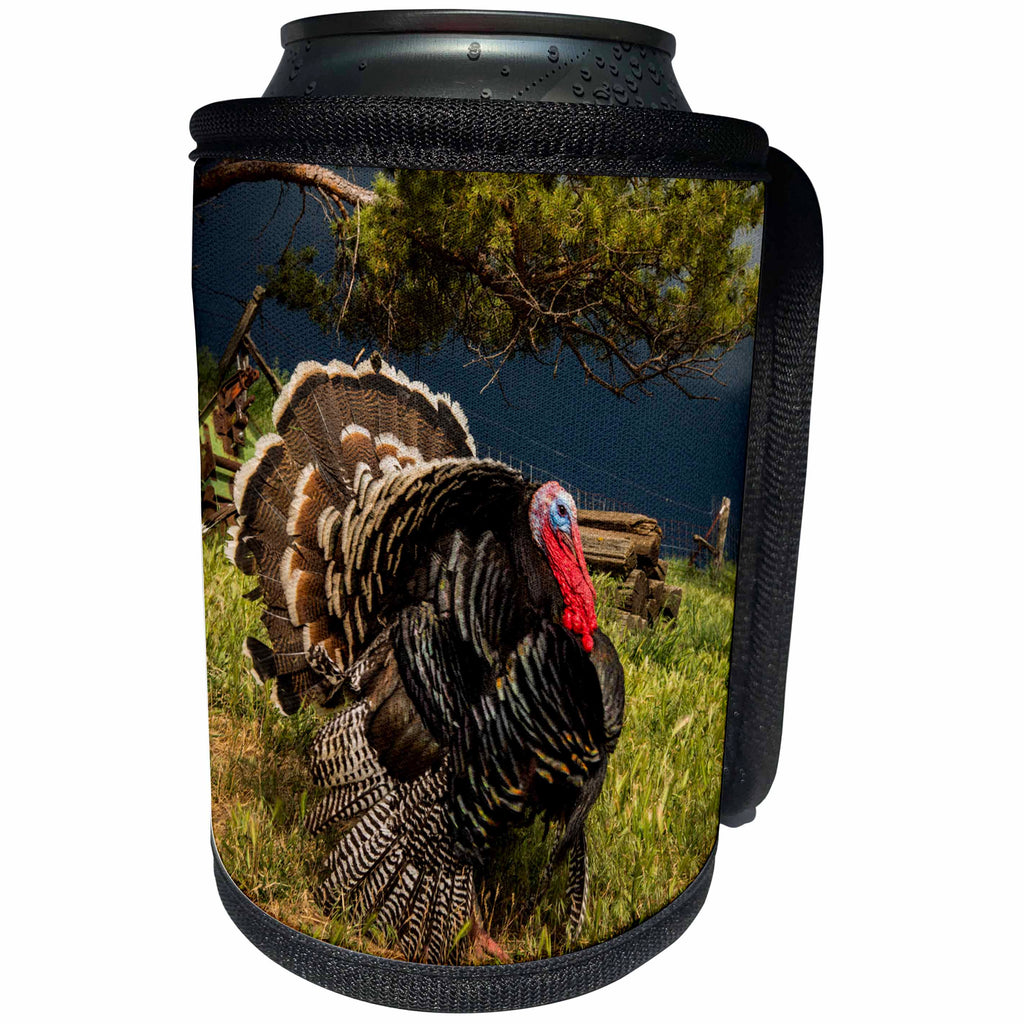 3dRose Danita Delimont - Palouse - Washington State, Palouse, Pioneer Stock Farm, Tom turkey - Can Cooler Bottle Wrap (cc_251503)