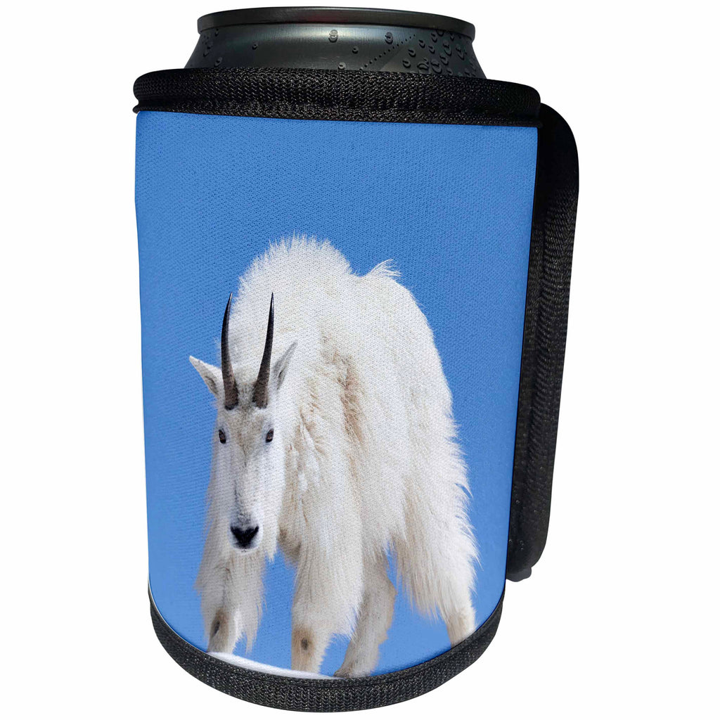 3dRose Danita Delimont - Mountain Goat - Washington State, Alpine Lakes Wilderness, Mountain goat, male - Can Cooler Bottle Wrap (cc_251546)
