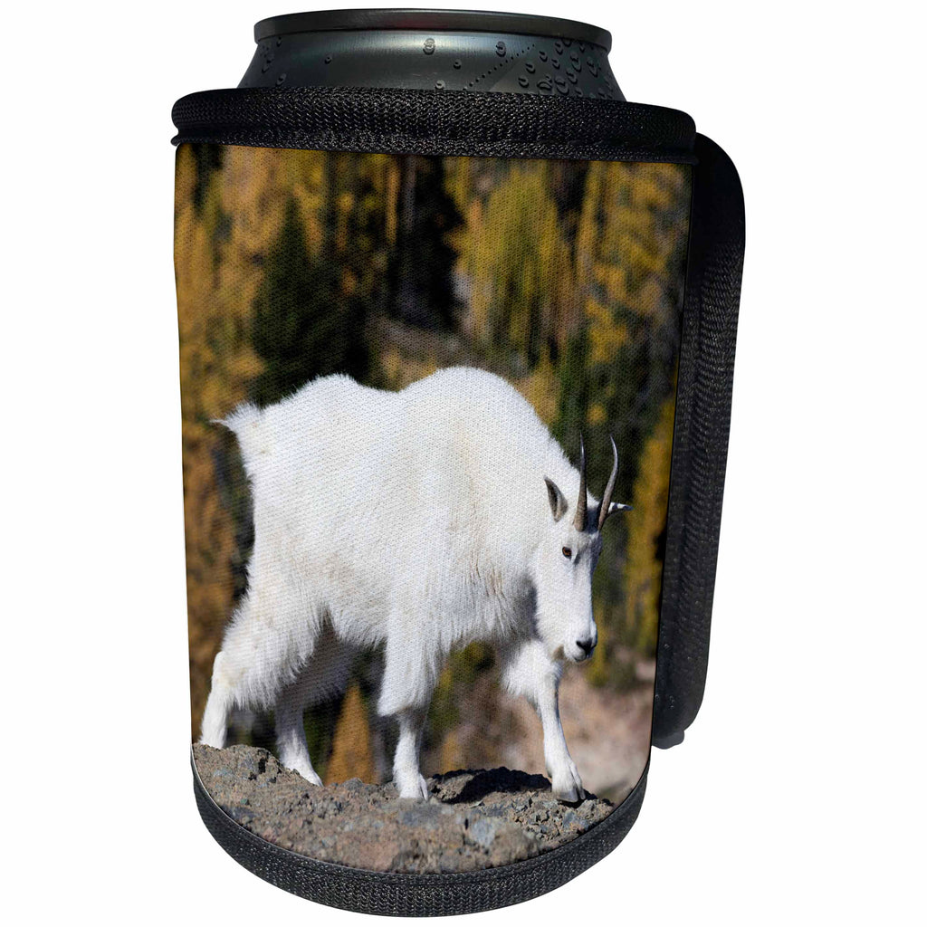 3dRose Danita Delimont - Mountain Goat - Washington State, Alpine Lakes Wilderness, Mountain goat, Nanny 01 - Can Cooler Bottle Wrap (cc_251547)
