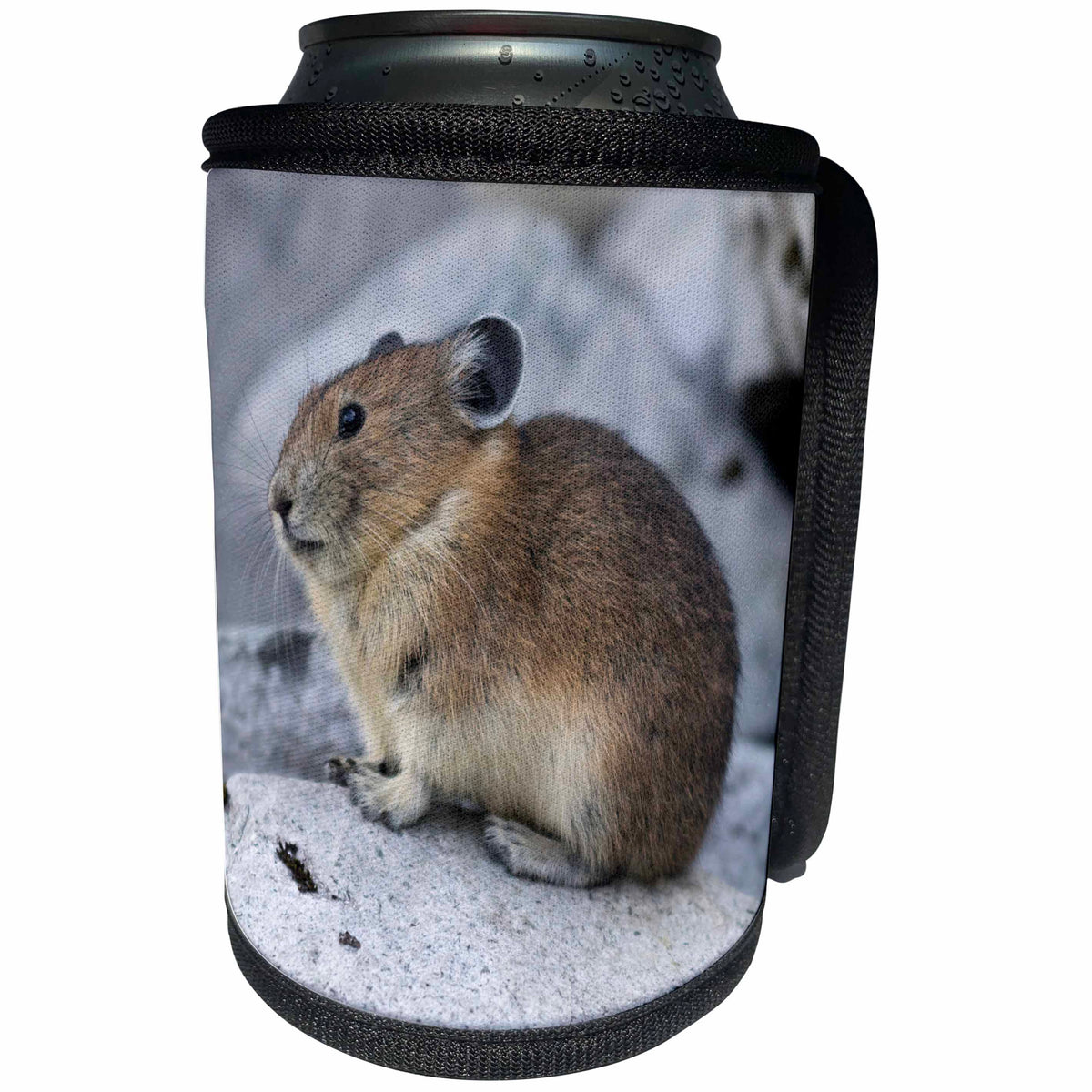 3dRose Danita Delimont - Washington - Washington State, Alpine Lakes Wilderness, American Pika - Can Cooler Bottle Wrap (cc_251550)