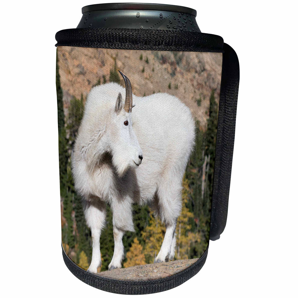3dRose Danita Delimont - Mountain Goat - Washington State, Alpine Lakes Wilderness, Mountain goat, Billy goat - Can Cooler Bottle Wrap (cc_251555)