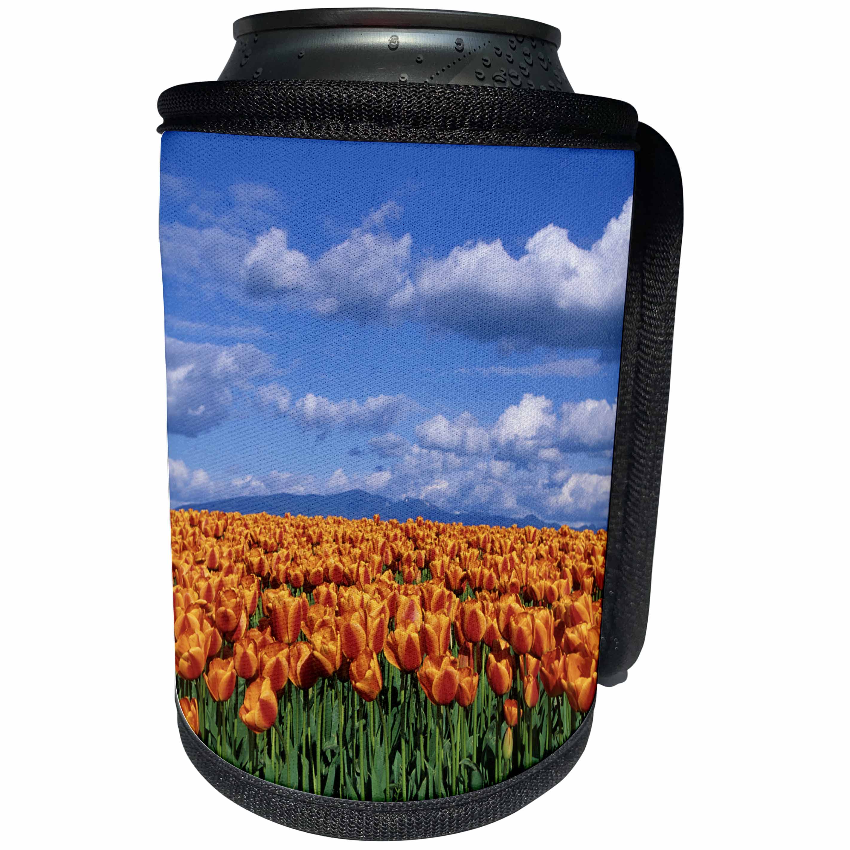3dRose Danita Delimont - Washington - Orange tulips in field Skagit Valley, Washington State - Can Cooler Bottle Wrap (cc_251561)
